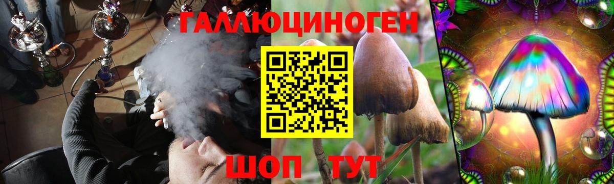 Псилоцибиновые грибы Psilocybine cubensis Конаково